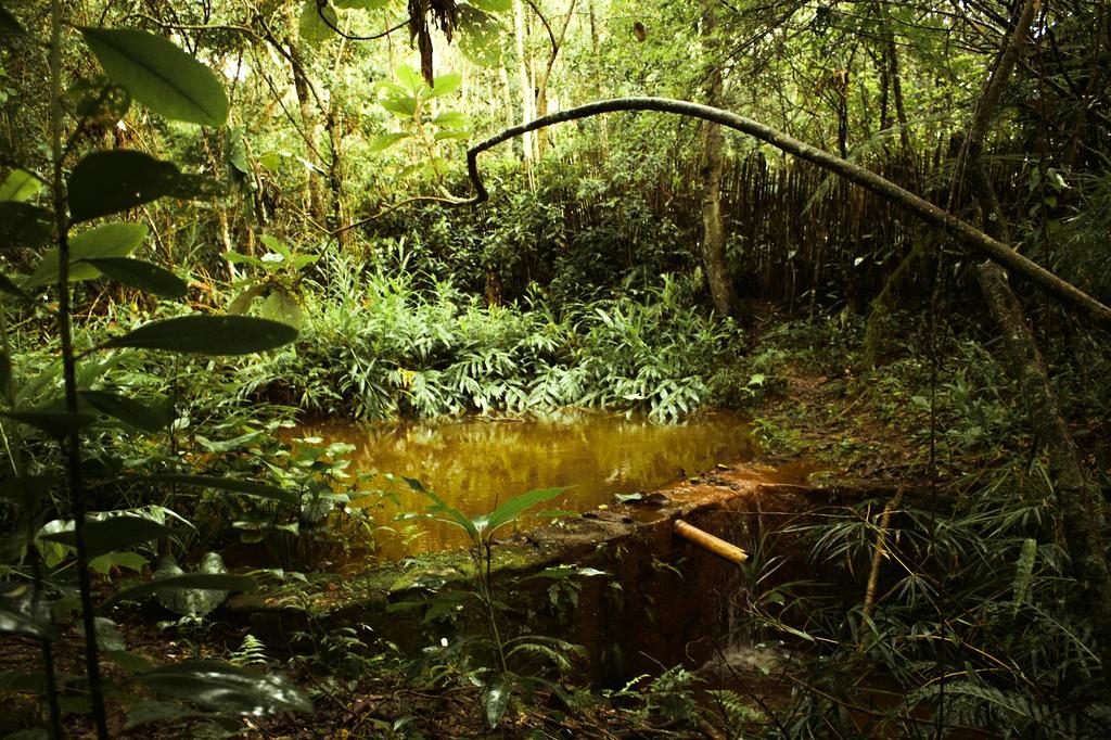 Amazonian Preservation Project