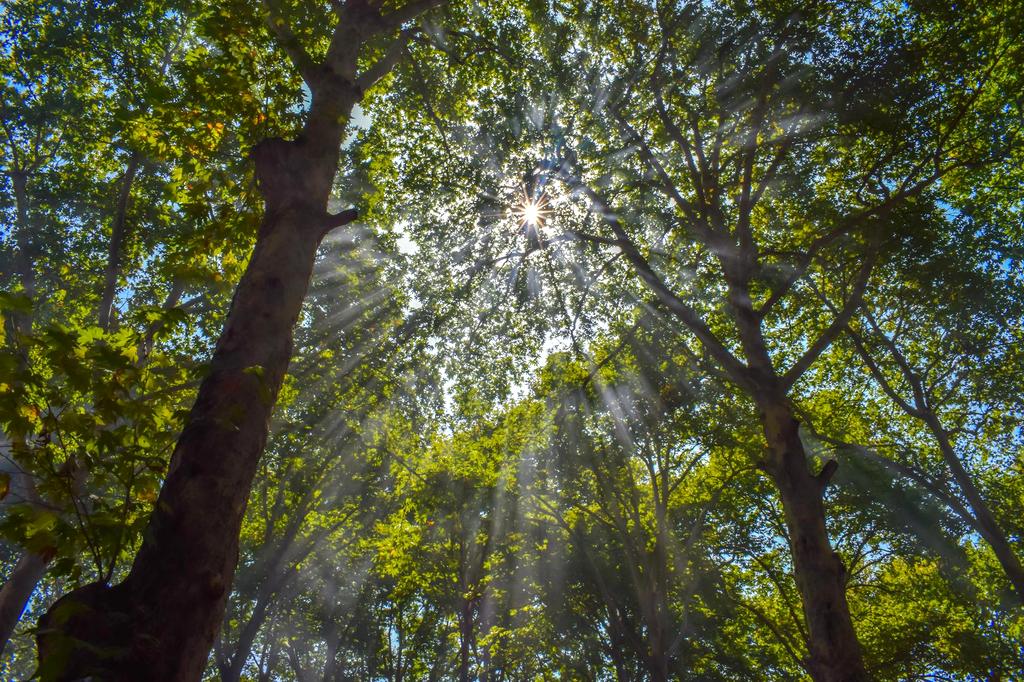 Sustainable Forest Landscape